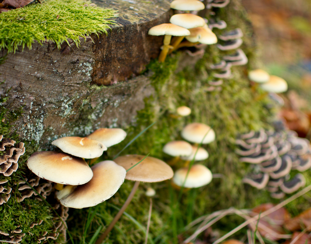 Closeup of mushrooms in fall forest